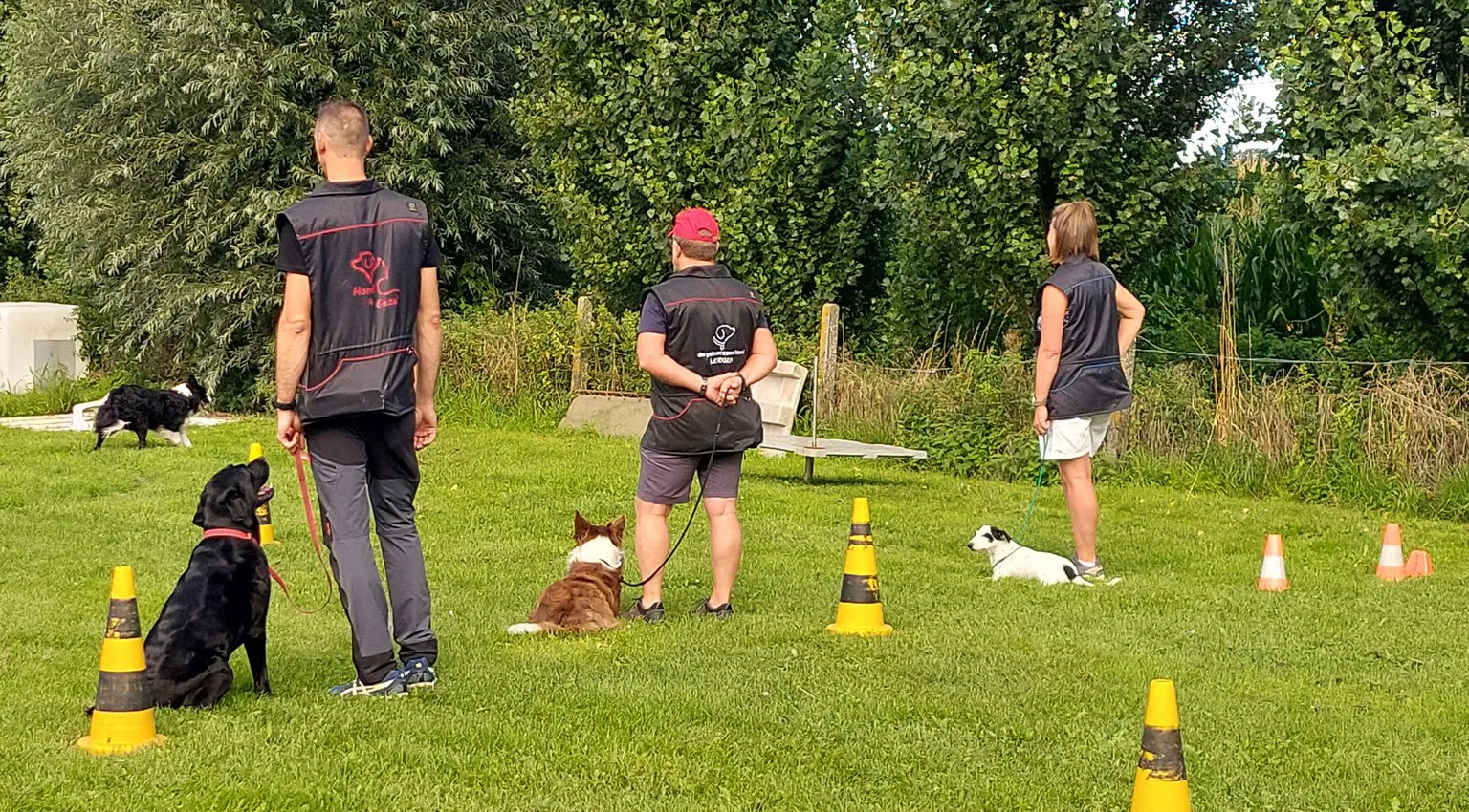 Hondentraining op het trainingsveld
